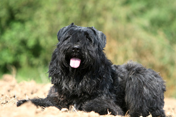 le bouvier des flandres tout joyeux allongé à la campagne