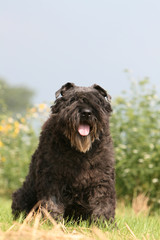 la pose assise du bouvier des flandres dans le jardin en ete