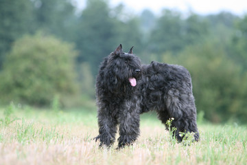 le bouvier des flandres surpris par un bruit dans un champ