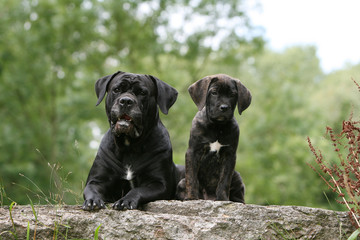 moment de detente pour la maman cane corso et son chiot