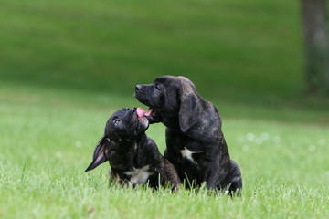 deux jeunes cane corso allongés dans l'herbe qui se lèche