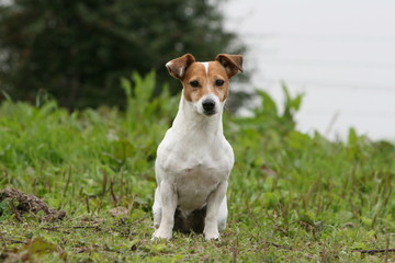 la pose fiere du jack russel terrier à la campagne