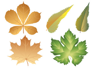 Background from leaves. Vector.