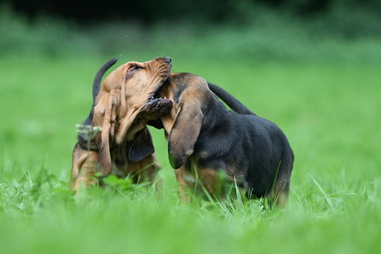 deux chiots saint hubert en train de se mordiller les oreilles