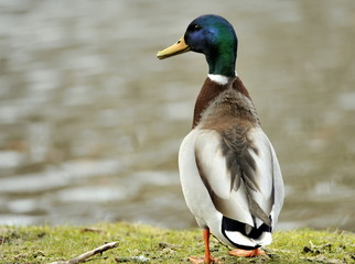 Ente