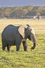 elephant grazing in wetland