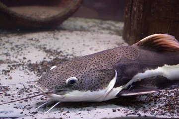 big_catfish
