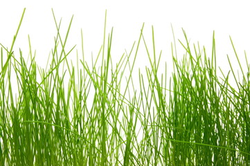 grass