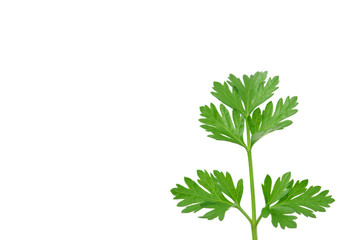 parsley