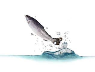 jumping out from water trout - 12562070