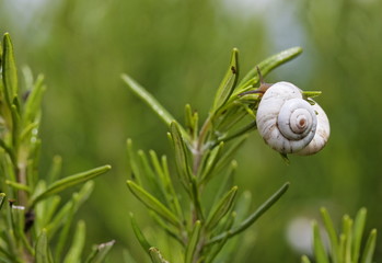 Escargot blanc de Provence sur le romarin