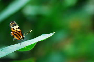 Schmetterling