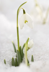 White snowdrops in the last snow  (Galanthus nivalis)