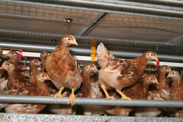 Freilaufende braune Lege hennen im Stall