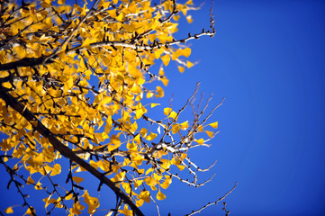 Yellow Autumn Leaves Against Blue Sky Background