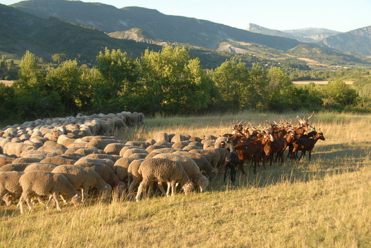 troupeau avec chevres