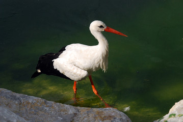 Uccello