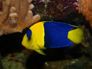 Zwergkaiserfisch