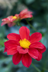 Red macro dahlia with yellow center on green