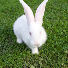 Easter bunny on green grass