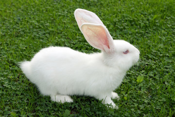 Easter bunny on green grass