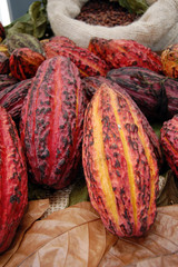 Cocoa Fruit