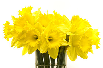 Bunch of spring daffodils in a vase on a white background