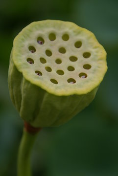 Fleur etrange