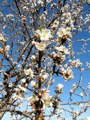 almond tree flower
