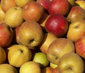 pommes biologiques en vrac