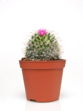 Blossoming cactus in a pot