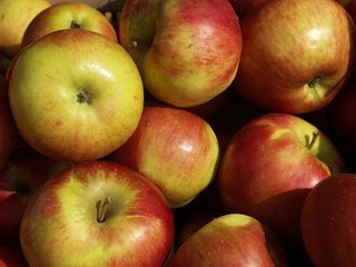 Fototapeta na wymiar belles pommes biologiques
