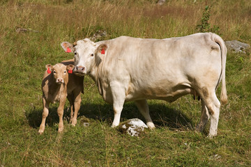 Cow with little calf