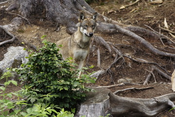 Grauwolf