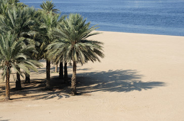 Naklejka premium Palm Trees on the Beach at Dubai Creek, United Arab Emirates