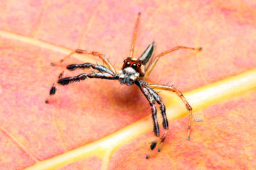 Spider (Epeus Alboguttatus)