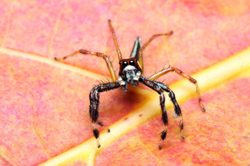 Spider (Epeus Alboguttatus)