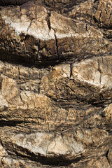 Palm Tree Bark