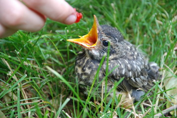 Feeding a baby robin