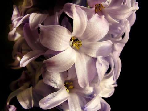 Hyacinth © Mary Lane