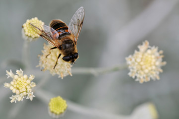 Bee on the flower