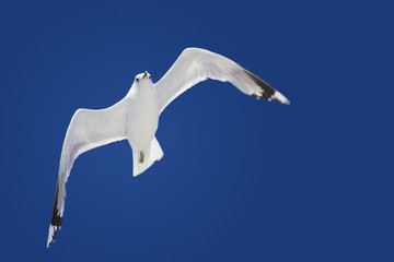 Flying gull on a background dark blue sky