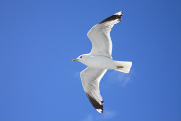 Flying gull on a background dark blue sky