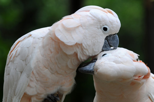 Two parrots are kissing each other