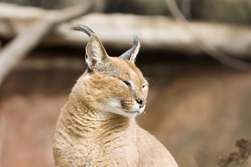 The Caracal also called Persian Lynx or African Lynx