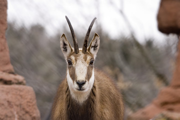 The chamois (Rupicapra rupicapra) is a goat-like animal