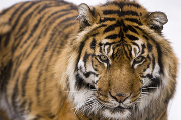 Fototapeta na wymiar Sumatran Tiger (Panthera tigris sumatrae)