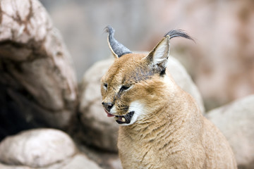 The Caracal  also called Persian Lynx or African Lynx