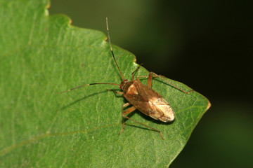 stinkbug