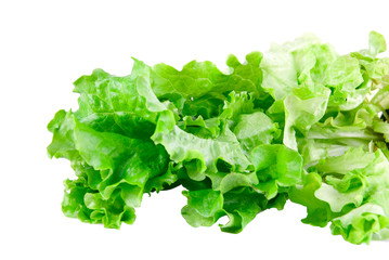 Green Lettuce